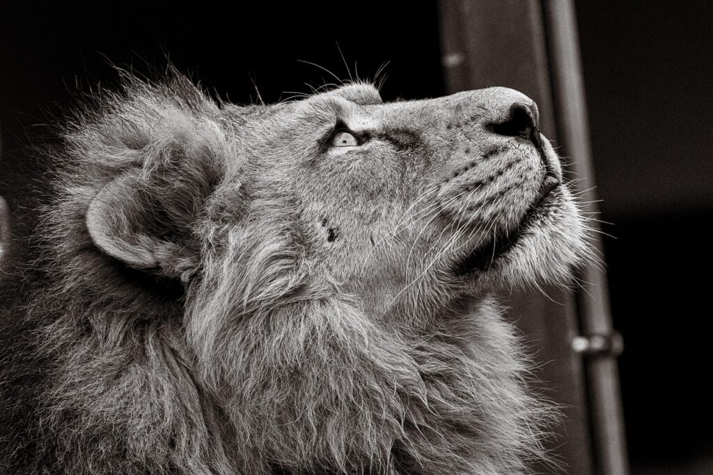 IT転職成功者の特徴とは何か？