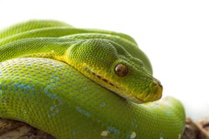 Python未経験からの転職はどのレベルを目指すべきか？