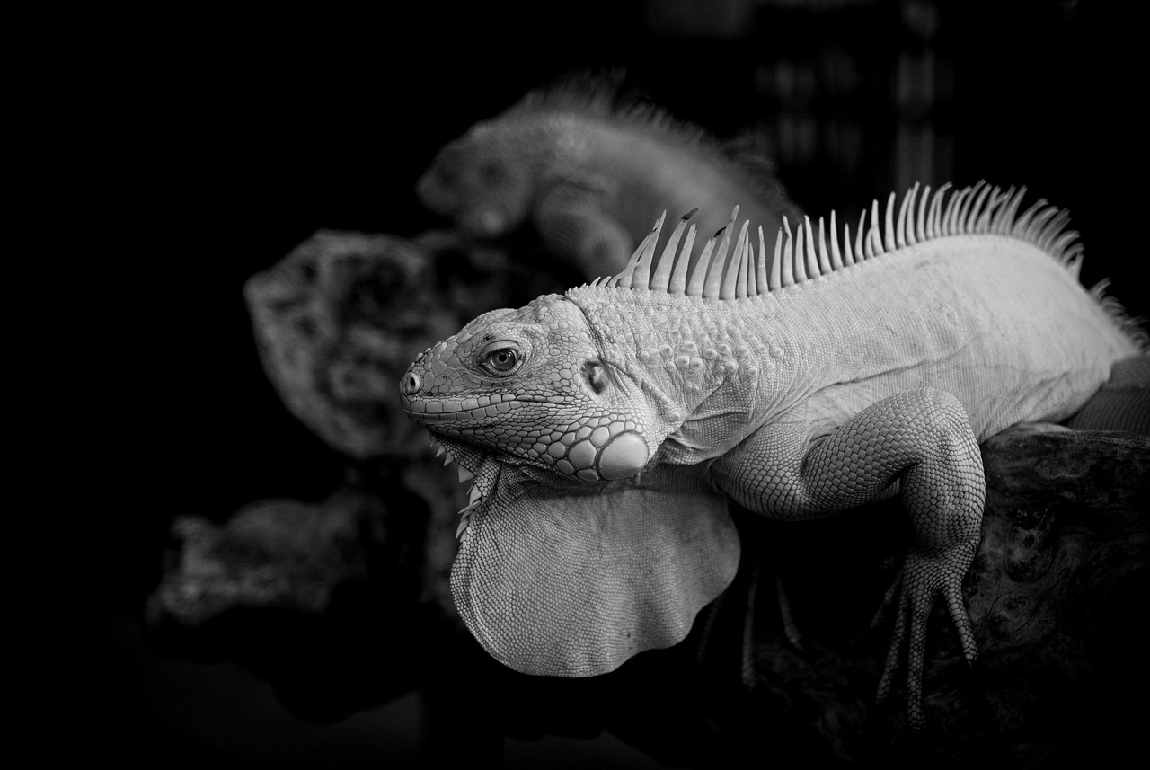 SESブラックを見分けるポイントとは？