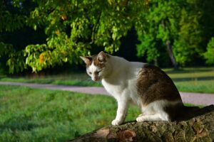 ITキャリアに迷っている人向けの最適な選択肢とは？