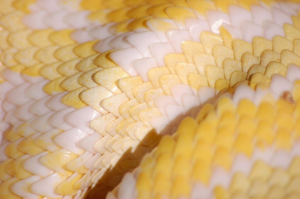 it転職でpython学習を失敗しない方法は？